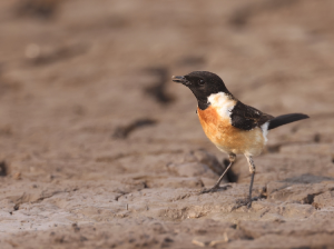 Siberian Stonechat, 黑喉石?, Saxicola maurus-gallery-