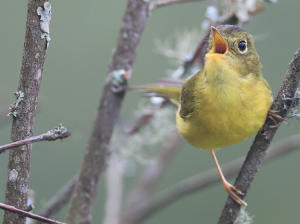 Whistler's Warbler, 韦氏鹟莺, Phylloscopus whistleri-gallery-