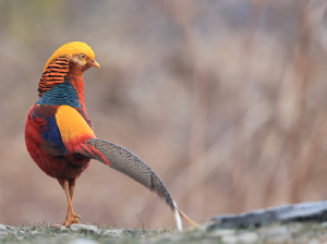 Golden Pheasant, 红腹锦鸡, Chrysolophus pictus-gallery-