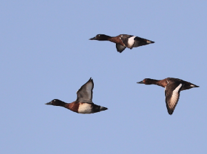 Baer's Pochard, 青头潜鸭, Aythya baeri-gallery-