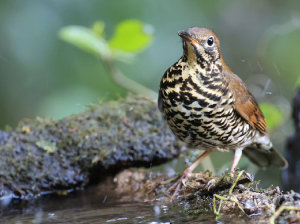 Himalayan Forest Thrush, 喜山光背地鸫, Zoothera salimalii-gallery-