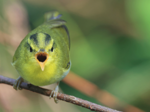 Yellow-vented Warbler, 黄胸柳莺, Phylloscopus cantator-gallery-