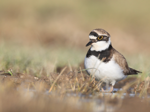 Little Ringed Plover, 金眶鸻, Charadrius dubius-gallery-