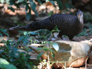 Grey Peacock- Pheasant, 灰孔雀雉, Polyplectron bicalcaratum-gallery-