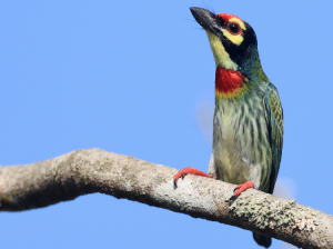 Coppersmith Barbet, 赤胸拟啄木鸟, Psilopogon haemacephalus-gallery-