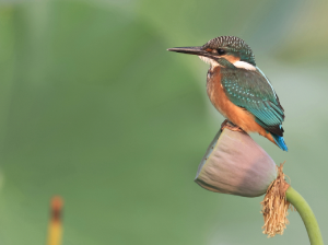 Common Kingfisher, 普通翠鸟, Alcedo atthis-gallery-