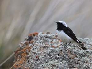 Pied Wheatear, 白顶, Oenanthe pleschanka-gallery-