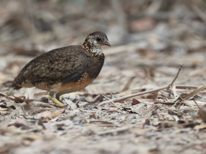 Green-legged Partridge, 绿脚树鹧鸪, Tropicoperdix chloropus-gallery-