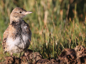 Tibetan Lark, 长嘴百灵, Melanocorypha maxima-gallery-