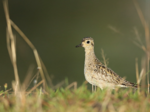 Pacific Golden Plover, 金斑鸻, Pluvialis fulva-gallery-