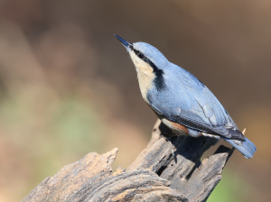 Chestnut-vented Nuthatch, 栗臀, Sitta nagaensis-gallery-