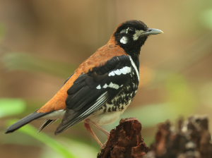 Red-backed Thrush, 红背地鸫, Geokichla erythronota-gallery-