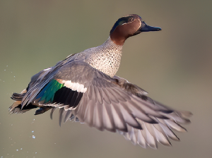 Eurasian Teal, 绿翅鸭, Anas crecca-gallery-