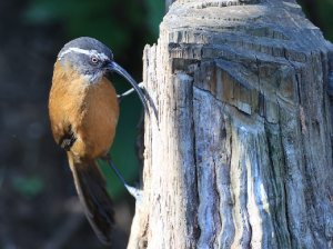 Slender-billed Scimitar Babbler, 剑嘴鹛, Pomatorhinus superciliaris-gallery-