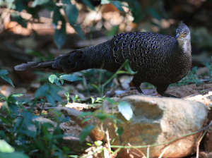 Grey Peacock- Pheasant, 灰孔雀雉, Polyplectron bicalcaratum-gallery-