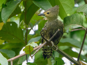 Buff-rumped Woodpecker, 黄腰斑啄木鸟, Meiglyptes tristis-gallery-