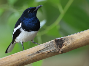 Oriental Magpie-Robin, 鹊鸲, Copsychus saularis-gallery-