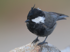 Rufous-naped Tit, 棕枕山雀, Periparus rufonuchalis-gallery-