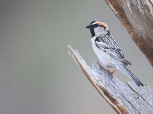 Saxaul Sparrow, 黑顶麻雀, Passer ammodendri-gallery-