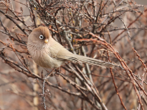 Spectacled Parrotbill, 白眶鸦雀, Sinosuthora conspicillata-gallery-