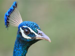 Indian Peafowl, 蓝孔雀, Pavo cristatus-gallery-