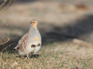 Daurian Partridge, 斑翅山鹑, Perdix dauurica-gallery-