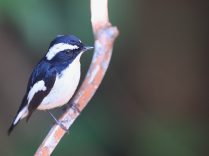 Little Pied Flycatcher, 小斑姬鹟, Ficedula westermanni-gallery-