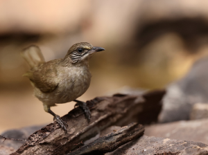 Streak-eared Bulbul, 条耳鹎, Pycnonotus conradi-gallery-