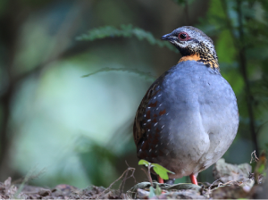 Rufous-throated Partridge, 红喉山鹧鸪, Arborophila rufogularis-gallery-