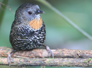 Mishmi Wren Babbler-gallery-