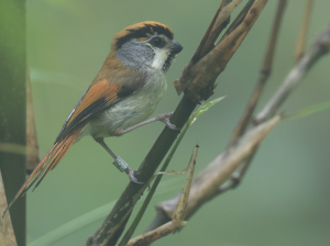 Black-throated Parrotbill, 橙额鸦雀, Suthora nipalensis-gallery-