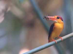 Oriental Dwarf Kingfisher, 三趾翠鸟, Ceyx erithaca-gallery-