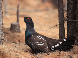 Black-billed Capercaillie, 黑嘴松鸡, Tetrao urogalloides-gallery-