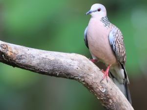 Spotted Dove, 珠颈斑鸠, Spilopelia chinensis-gallery-