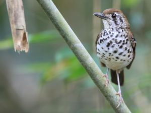 Spot-winged Thrush, 斑翅地鸫, Geokichla spiloptera-gallery-