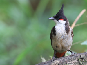 Red-whiskered Bulbul, 红耳鹎, Pycnonotus jocosus-gallery-