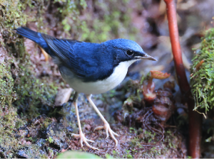 Siberian Blue Robin, 蓝歌鸲, Larvivora cyane-gallery-