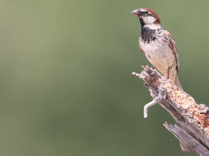 Spanish Sparrow, 黑胸麻雀, Passer hispaniolensis-gallery-