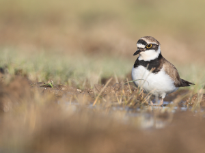 Little Ringed Plover, 金眶鸻, Charadrius dubius-gallery-