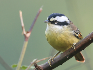 Red-tailed Minla, 火尾希鹛, Minla ignotincta-gallery-