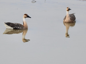 Swan Geese, 鸿雁, Anser cygnoides-gallery-