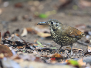 Dark-sided Thrush, 长嘴地鸫, Zoothera marginata-gallery-