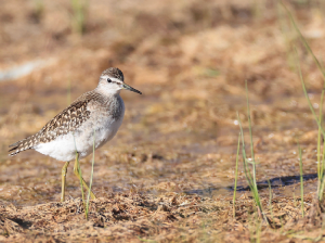 Wood Sandpiper, 林鹬, Tringa glareola-gallery-