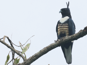 Black Baza, 黑冠鹃隼, Aviceda leuphotes-gallery-