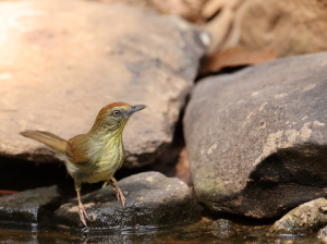 Pin-striped Tit-Babbler, 纹胸巨鹛, Macronus gularis-gallery-