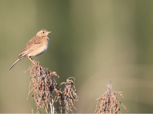 Richard’s Pipit, 理氏鹨, Anthus richardi-gallery-