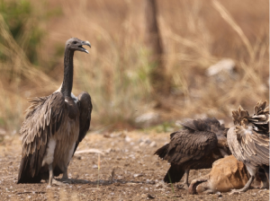 Slender-billed Vulture, 细嘴兀鹫, Gyps tenuirostris-gallery-