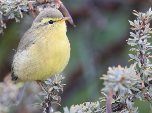 Tickell’s Leaf Warbler, 黄腹柳莺, Phylloscopus affinis-gallery-