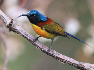 Green-tailed Sunbird, 绿喉太阳鸟, Aethopyga nipalensis-gallery-