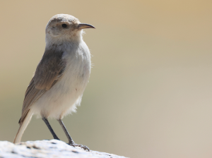 Ground Tit, 褐背拟地鸦, Pseudopodoces humilis-gallery-